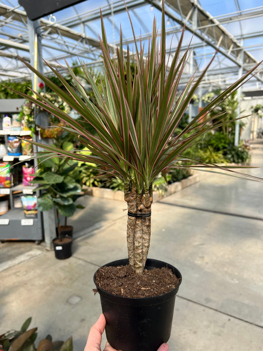 Dracaena 'Bi-Color Braid' 6"