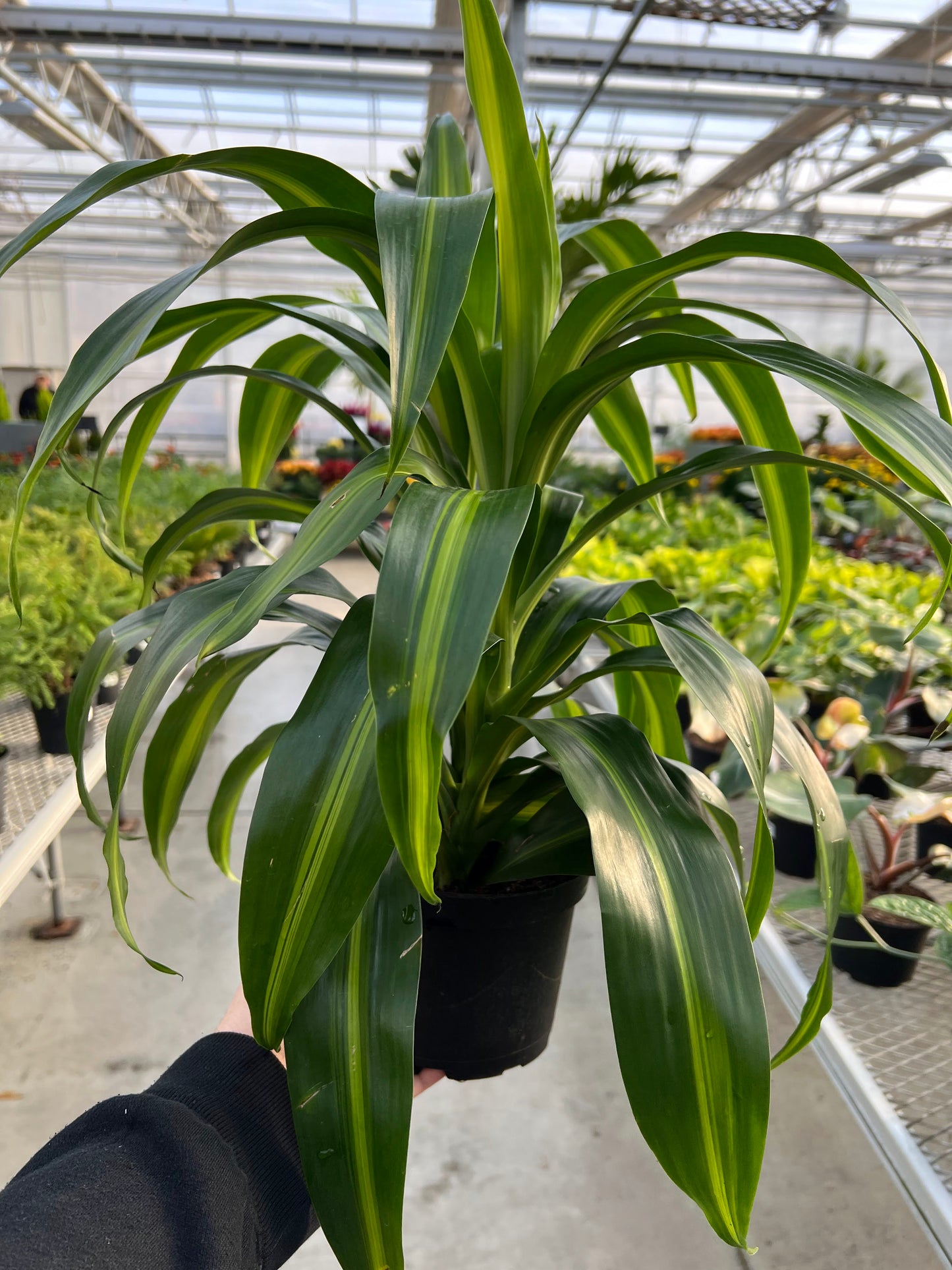 Dracaena 'Hawaiian Sunshine' 6"