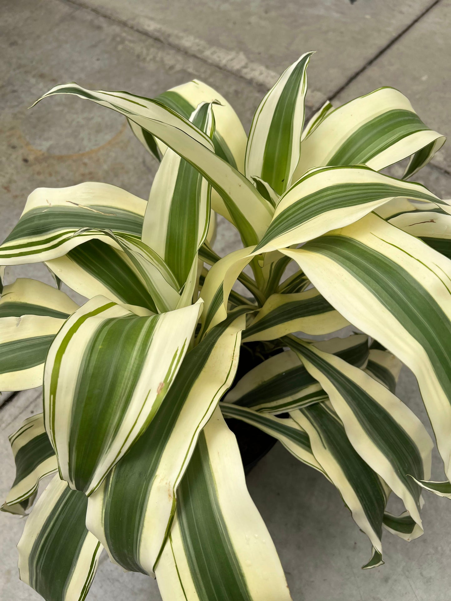 Dracaena 'White Aspen' 10"