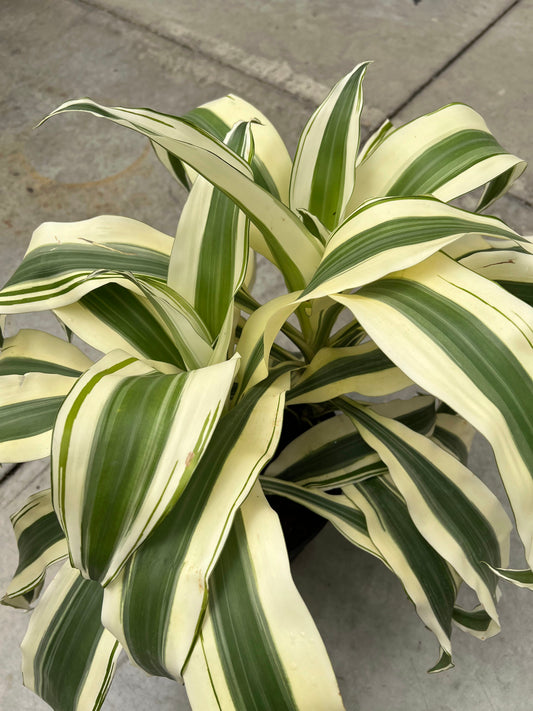Dracaena 'White Aspen' 10"