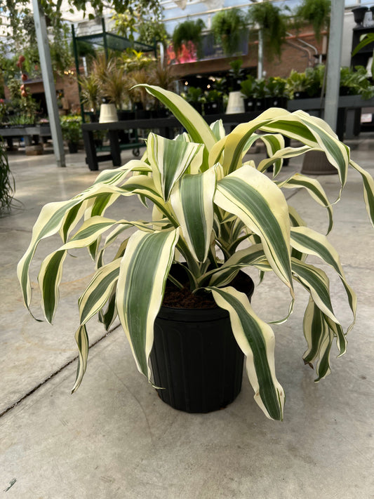 Dracaena 'White Aspen' 10"