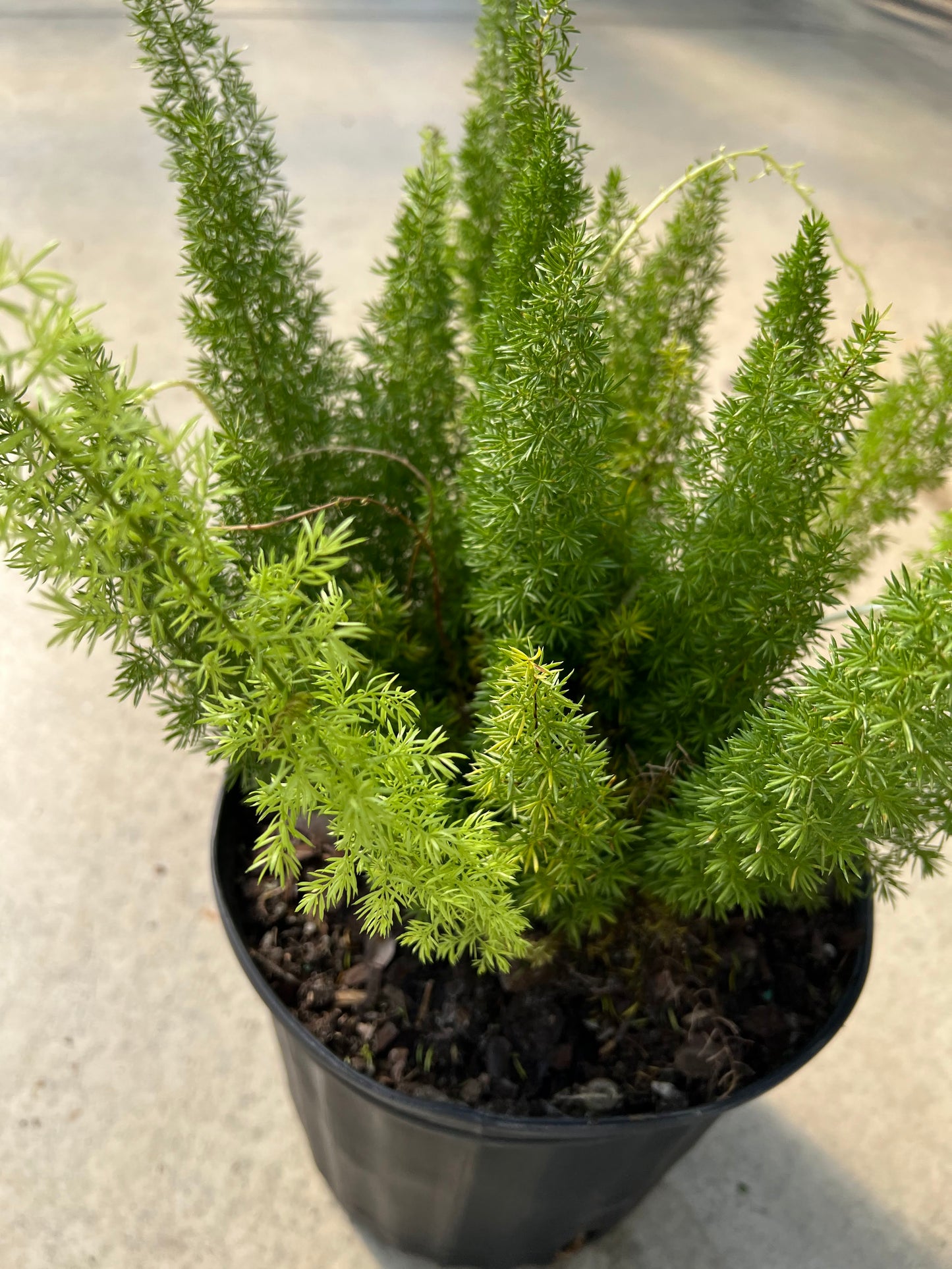 Fern 'Foxtail' 10"