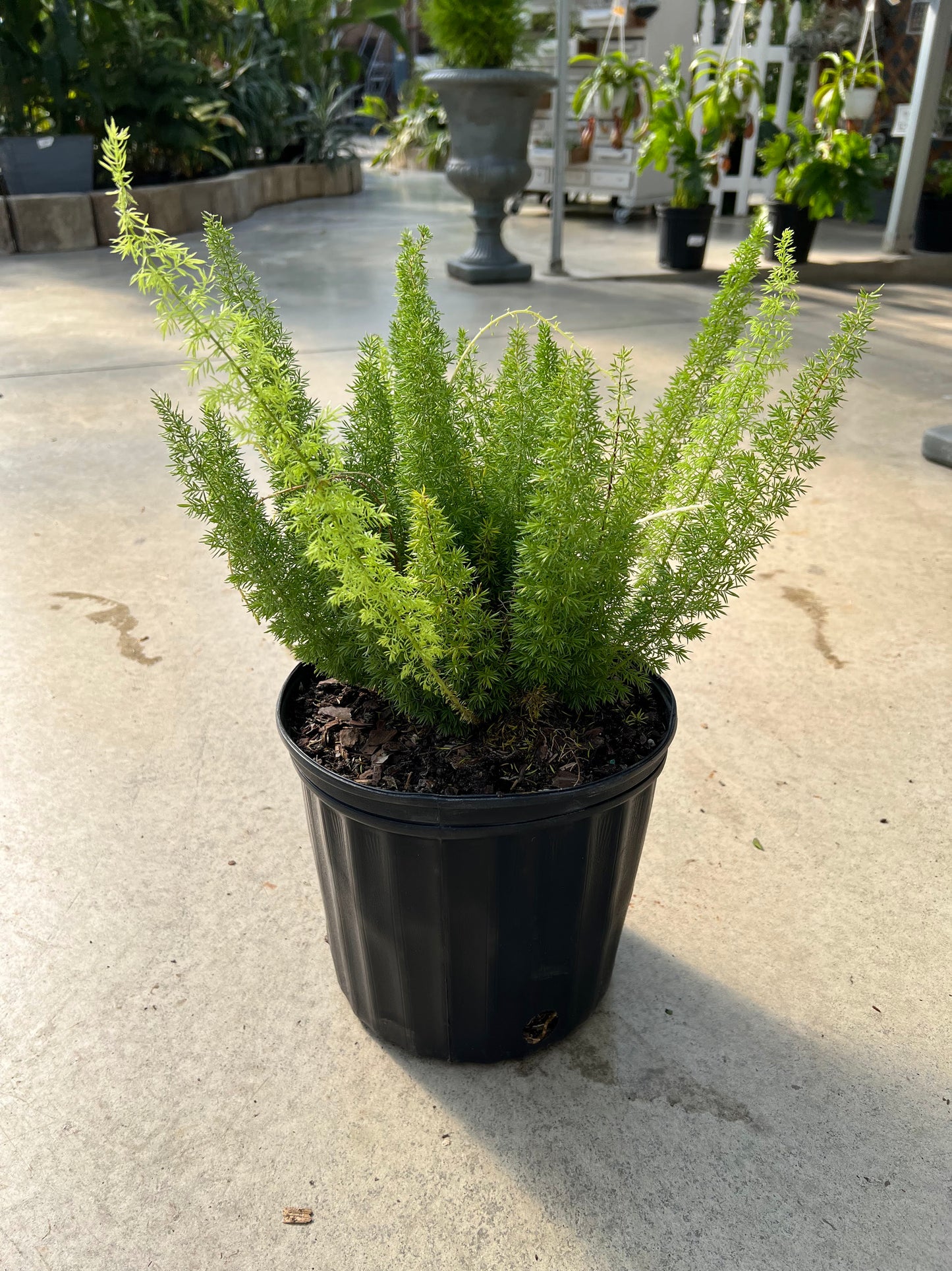 Fern 'Foxtail' 10"