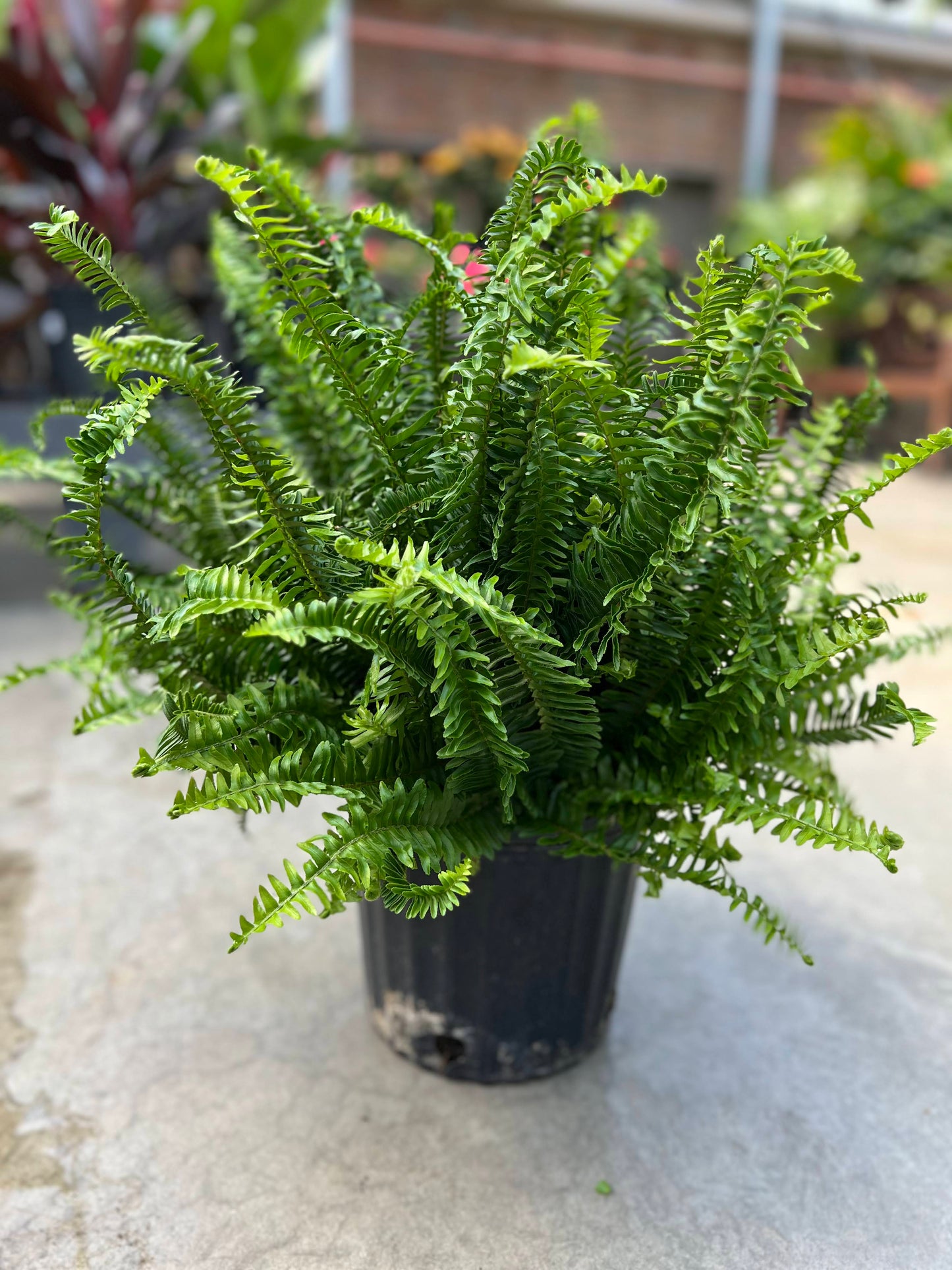 Fern 'Kimberly Queen' 10"