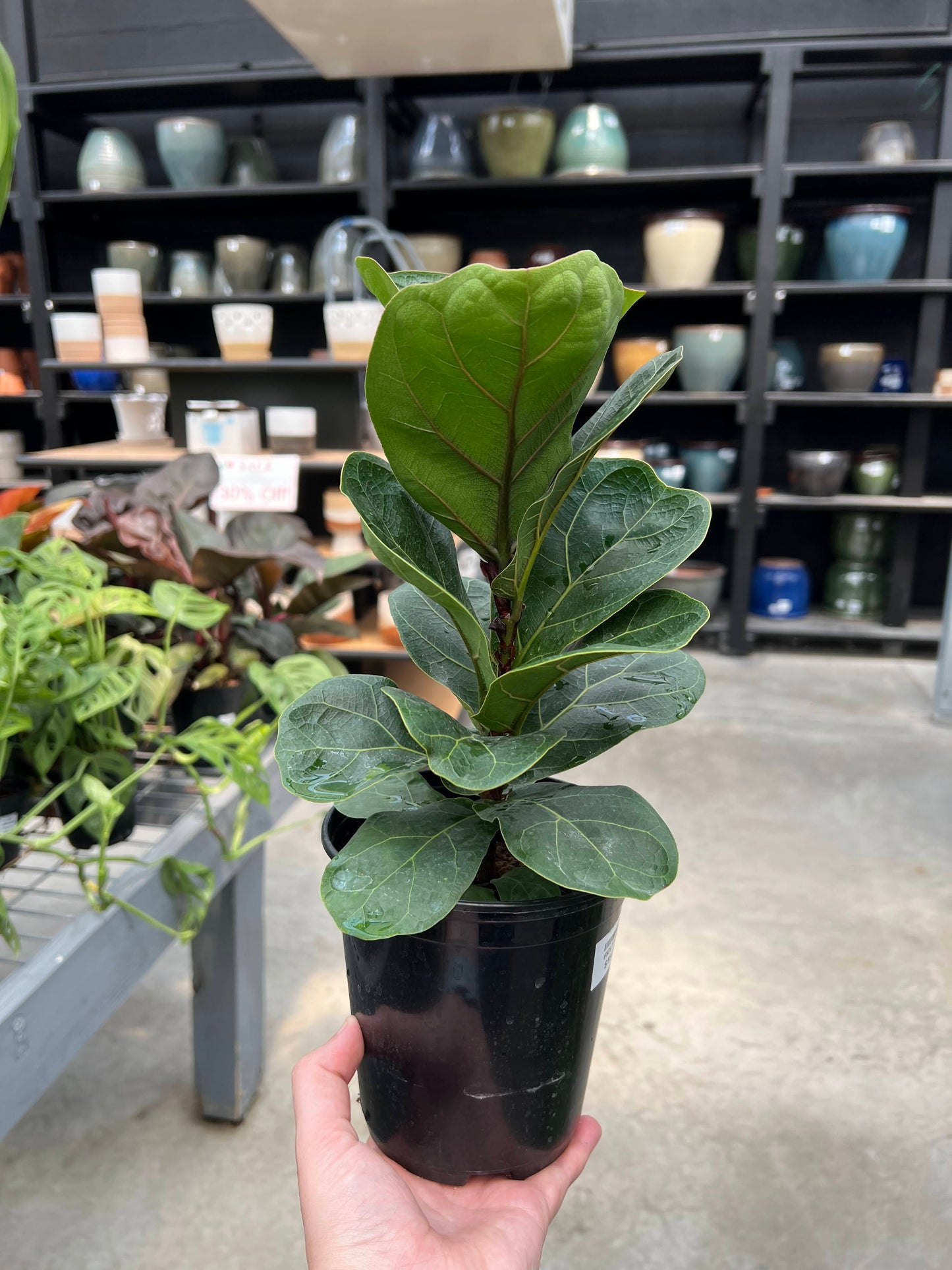 Ficus Lyrata - Fiddle Leaf Fig 6"
