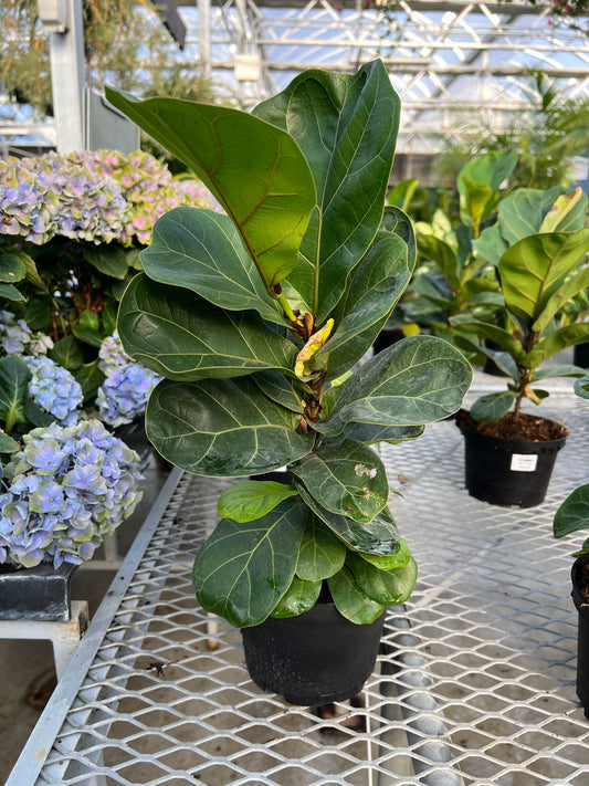 Ficus Lyrata - Fiddle Leaf Fig 6"