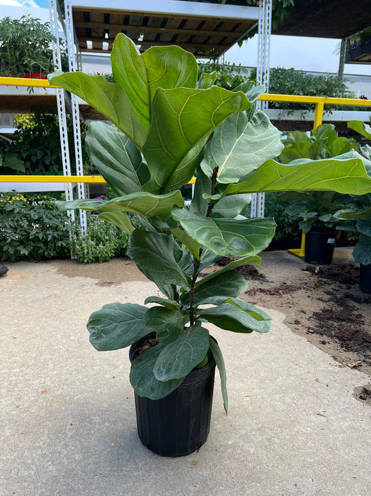Ficus Lyrata - Fiddle Leaf Fig 10"