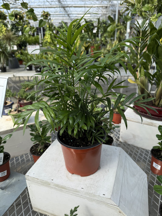Palm 'Neanthe Bella' 6"