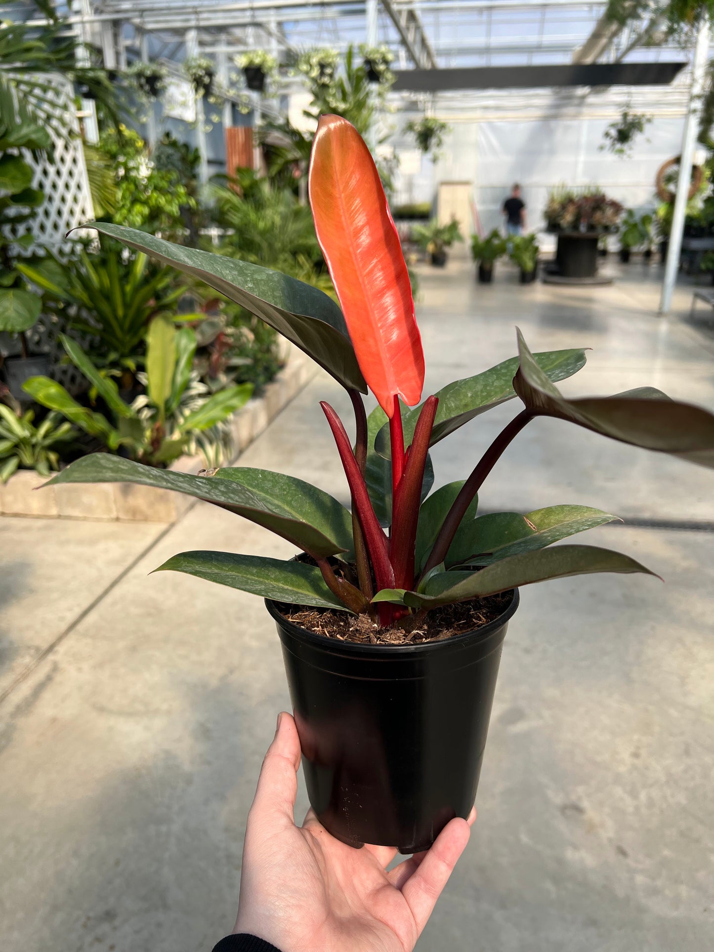 Philodendron 'Black Cardinal' 6"