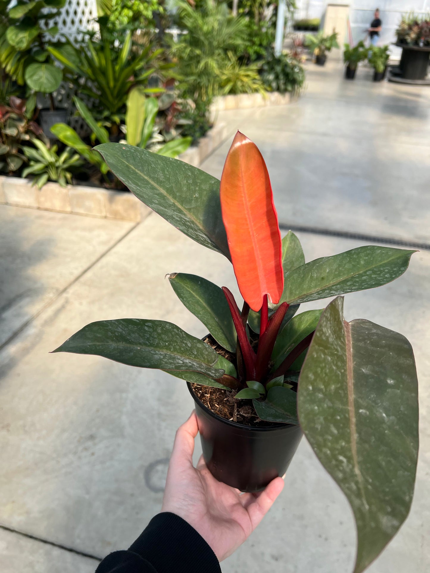 Philodendron 'Black Cardinal' 6"