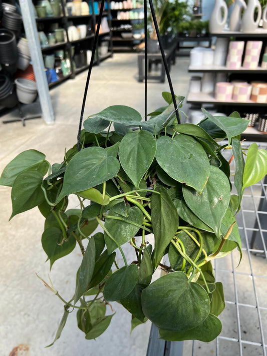 Philodendron 'Brazil' 8" Hanging Basket