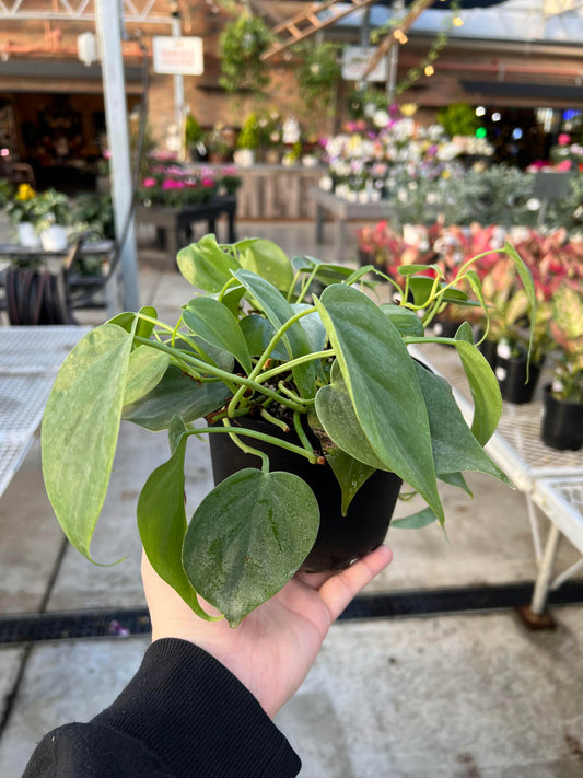 Philodendron 'Cordatum' 6"
