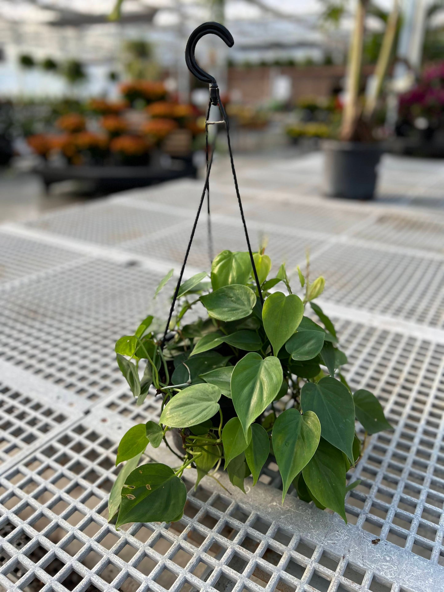 Philodendron 'Cordatum' 8" Hanging Basket
