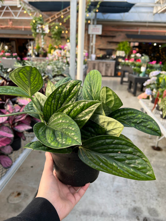 Philodendron 'Green Galaxy' 6"