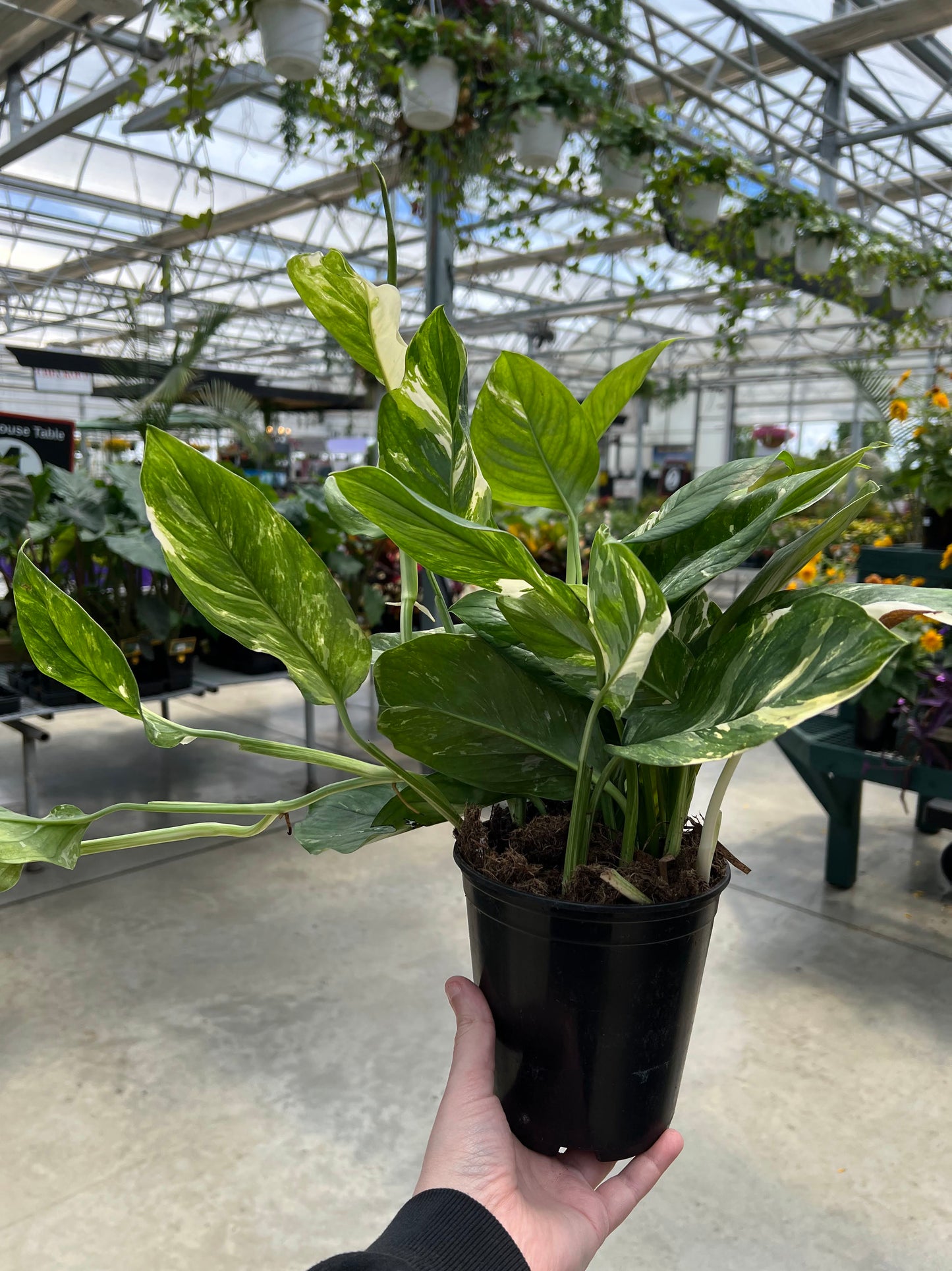 Philodendron 'Monstera Lechleriana' 5.4"