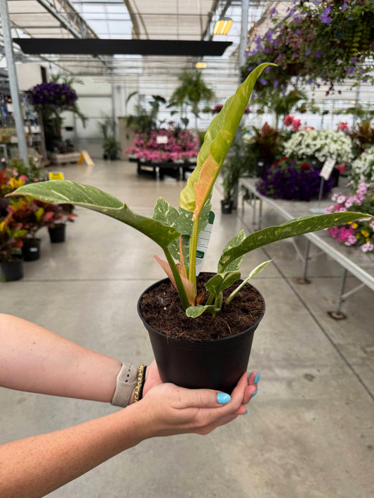 Philodendron 'Ring of Fire' 6"