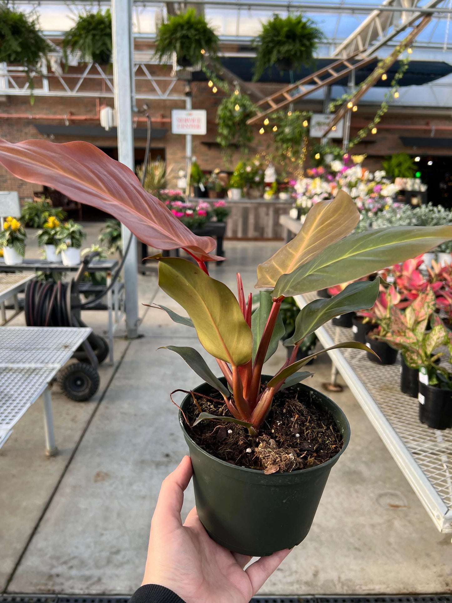 Philodendron 'Red Sun' 6"