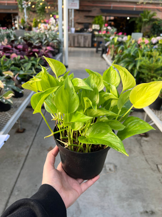 Pothos 'Champs Elysees' 6"