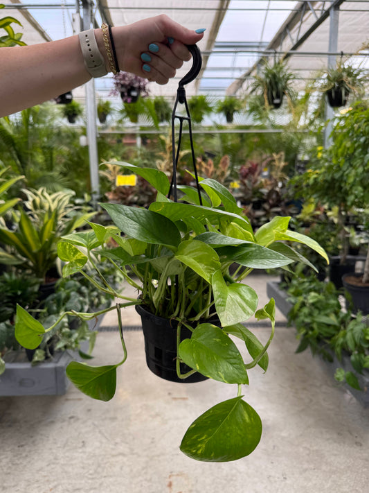 Pothos 'Golden' Hanging Basket 6"
