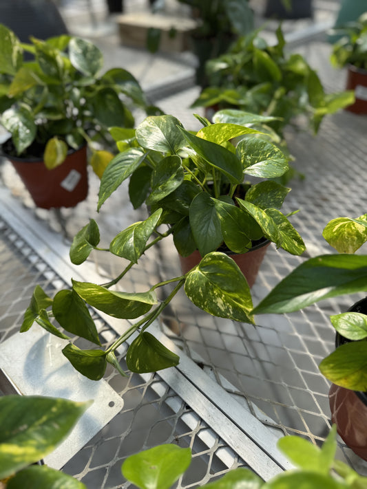 Pothos 'Golden' 6"