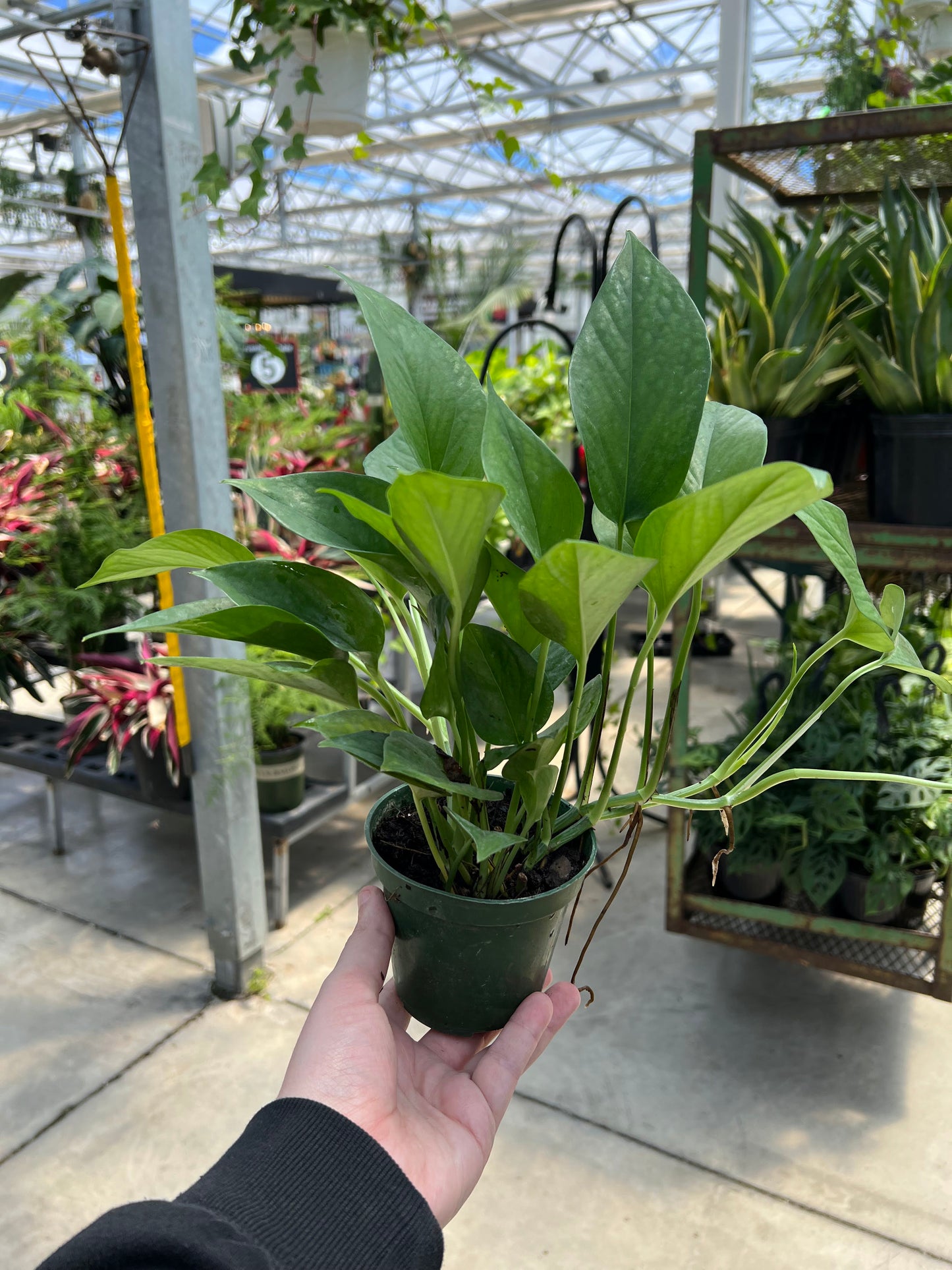 Pothos 'Jade' 4"