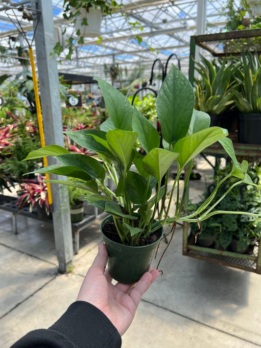 Pothos 'Jade' 4"
