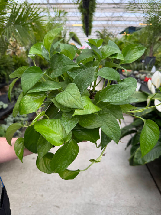 Pothos 'Jade' 6"
