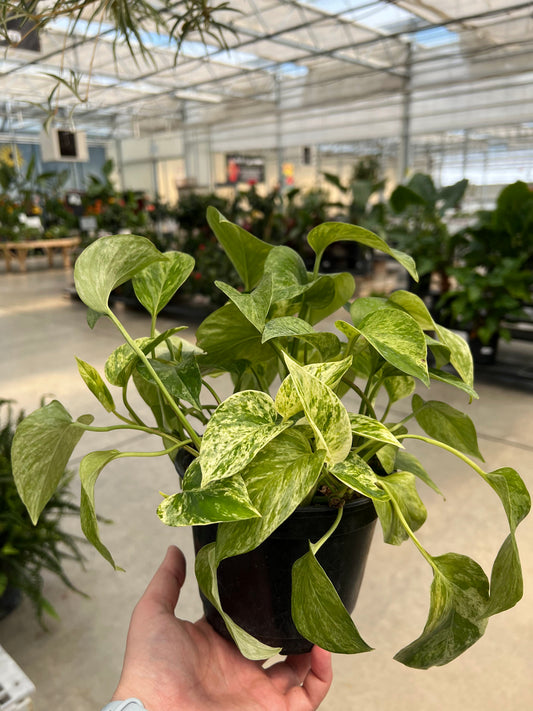 Pothos 'Marble Queen' 6"