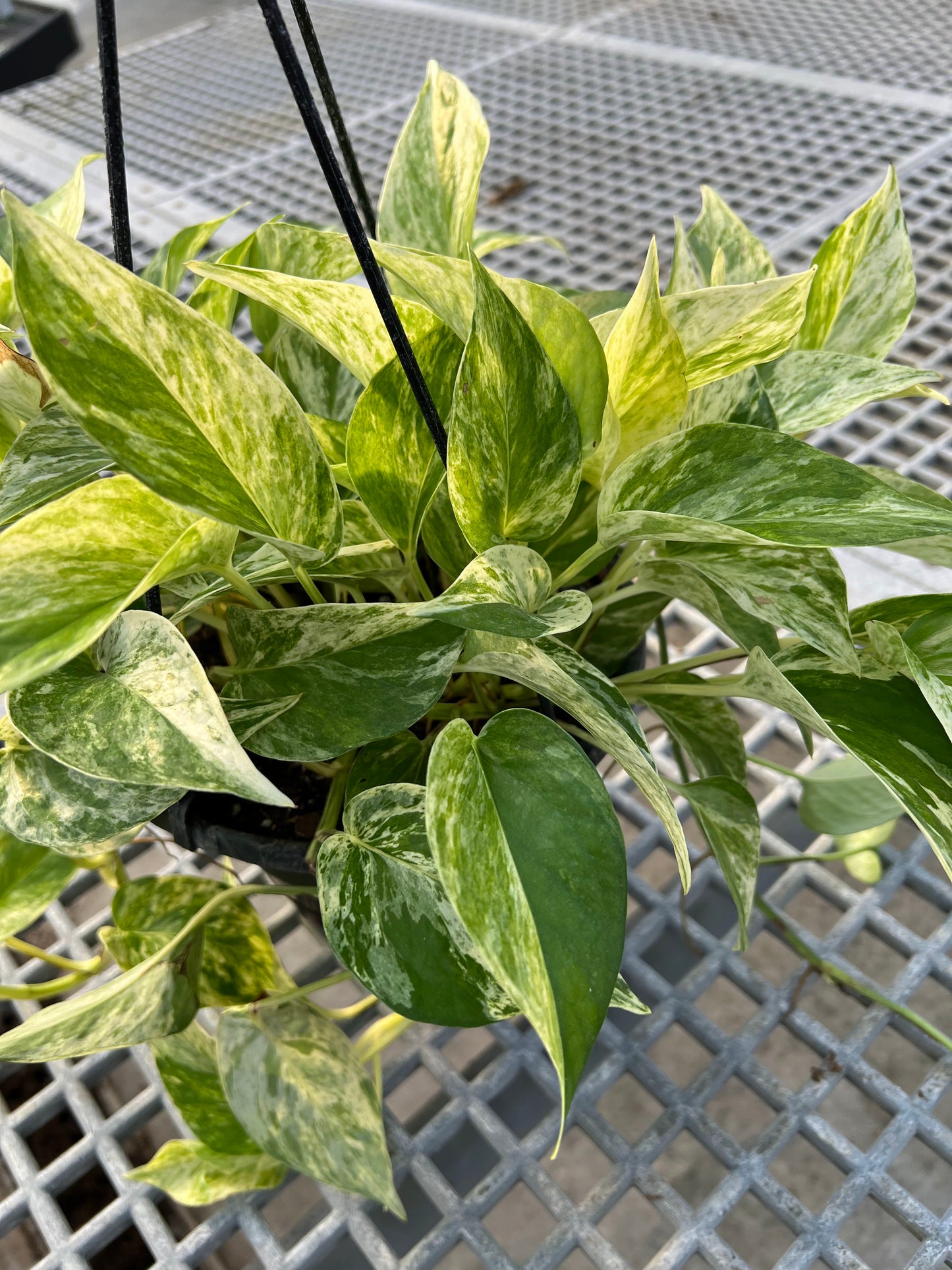 Pothos 'Marble Queen' 8" Hanging Basket
