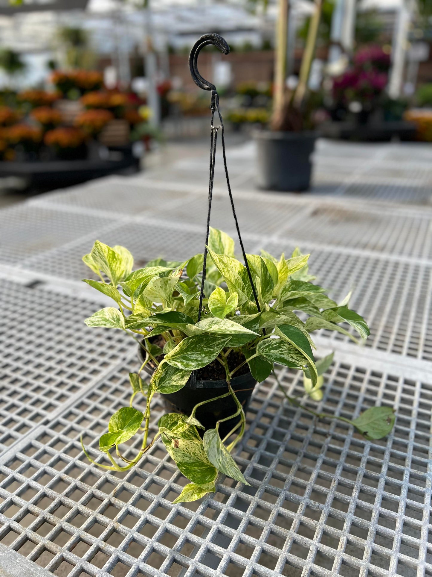 Pothos 'Marble Queen' 8" Hanging Basket