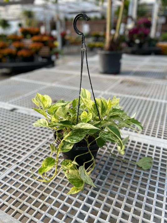 Pothos 'Marble Queen' 8" Hanging Basket