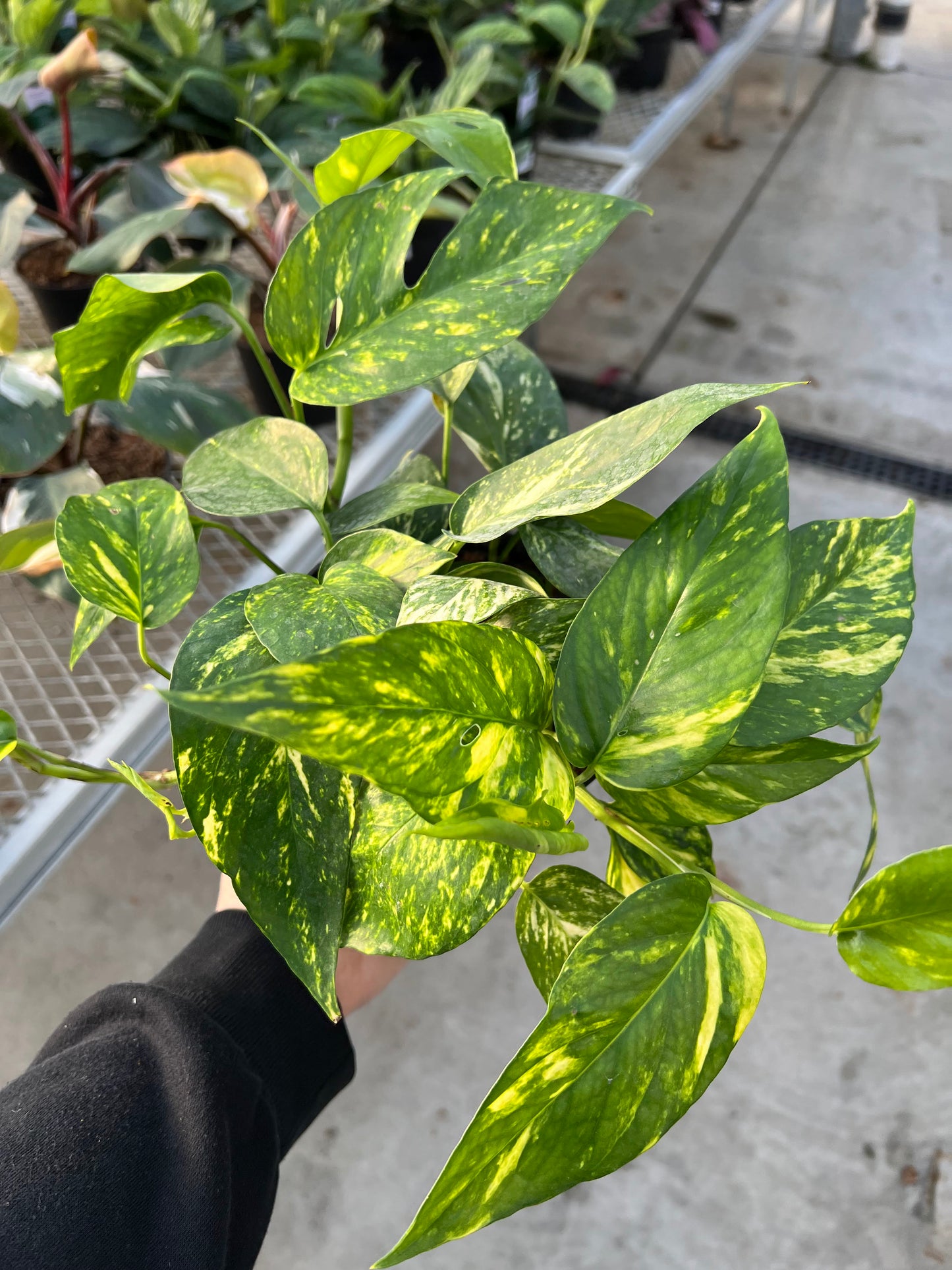 Pothos 'Yellow Sunrise' 6"