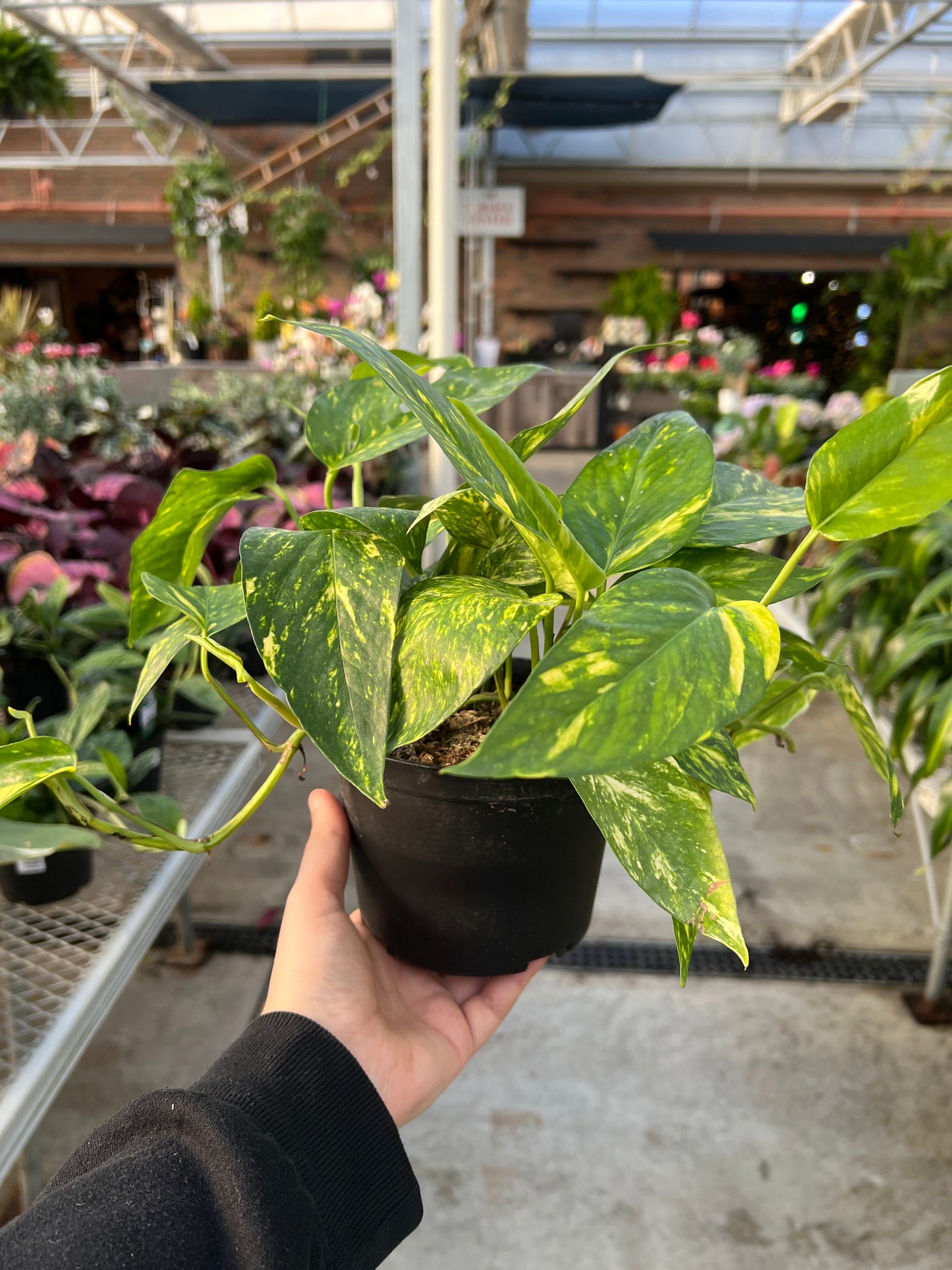 Pothos 'Yellow Sunrise' 6"