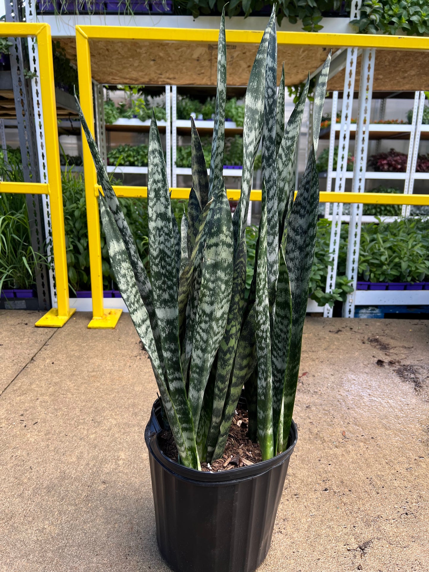 Sansevieria 'Black Coral' 10"