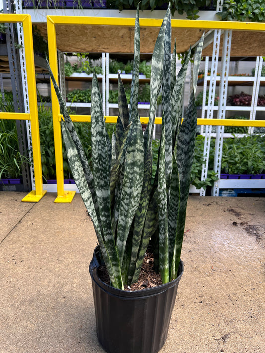 Sansevieria 'Black Coral' 10"