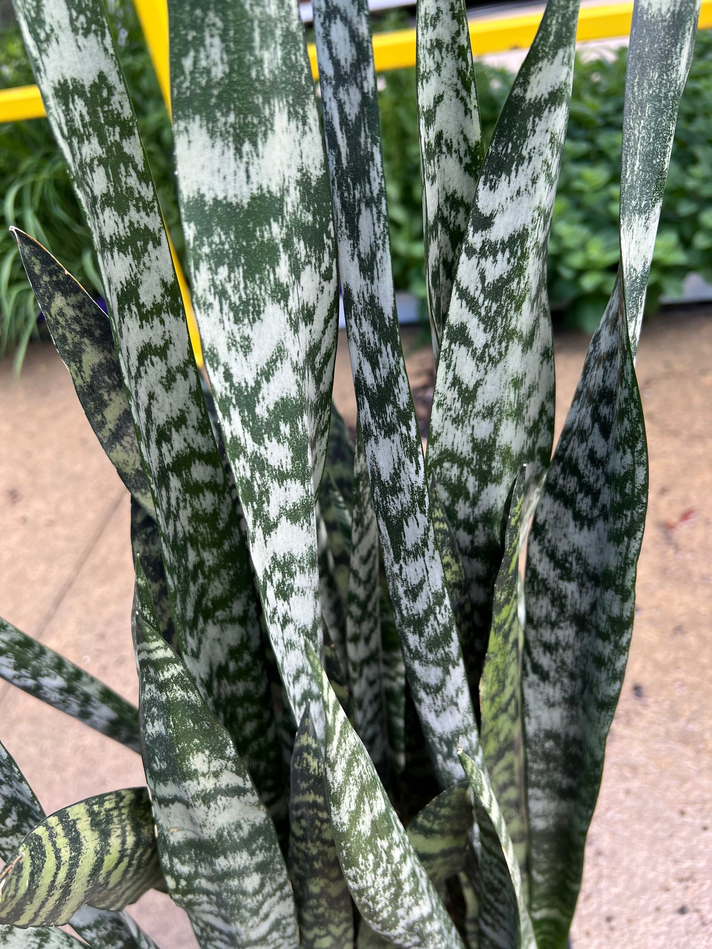 Sansevieria 'Black Coral' 10"