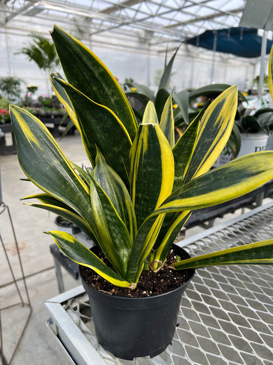 Sansevieria 'Golden Flame' 6"