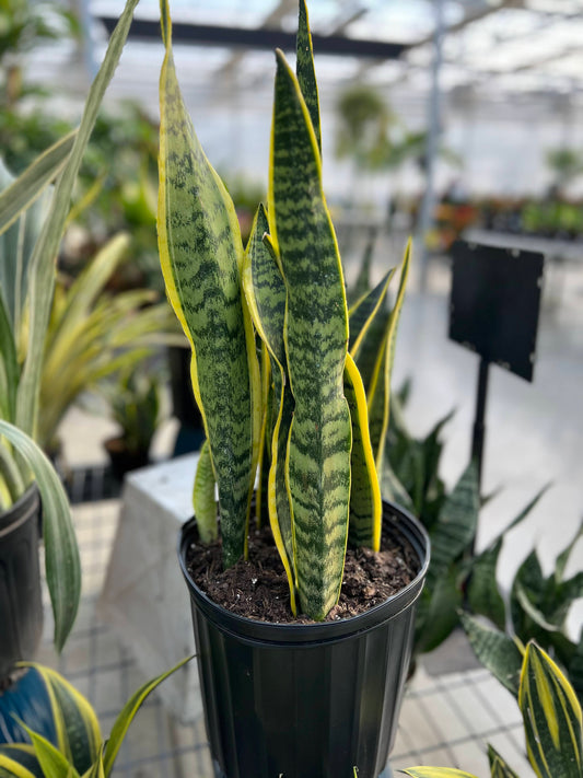 Sansevieria 'Laurentii' 10"