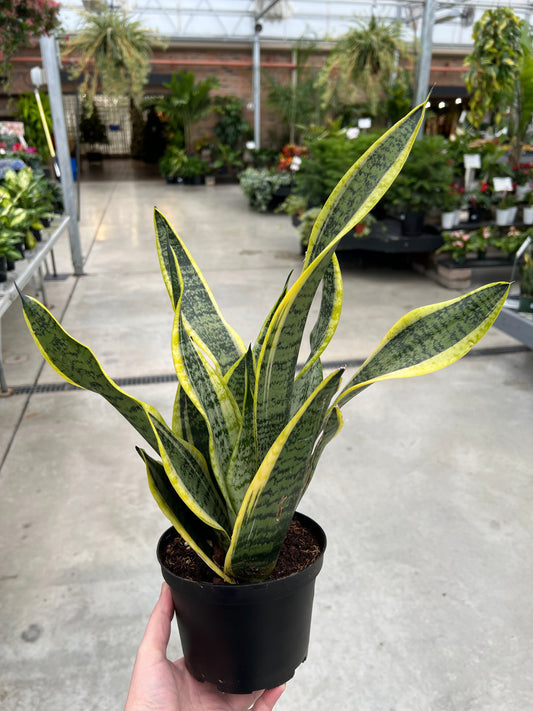 Sansevieria 'Laurentii Superba' 6"