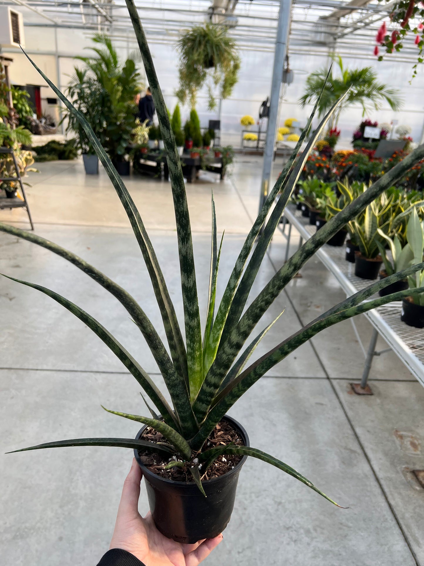 Sansevieria 'Mikado' 6"