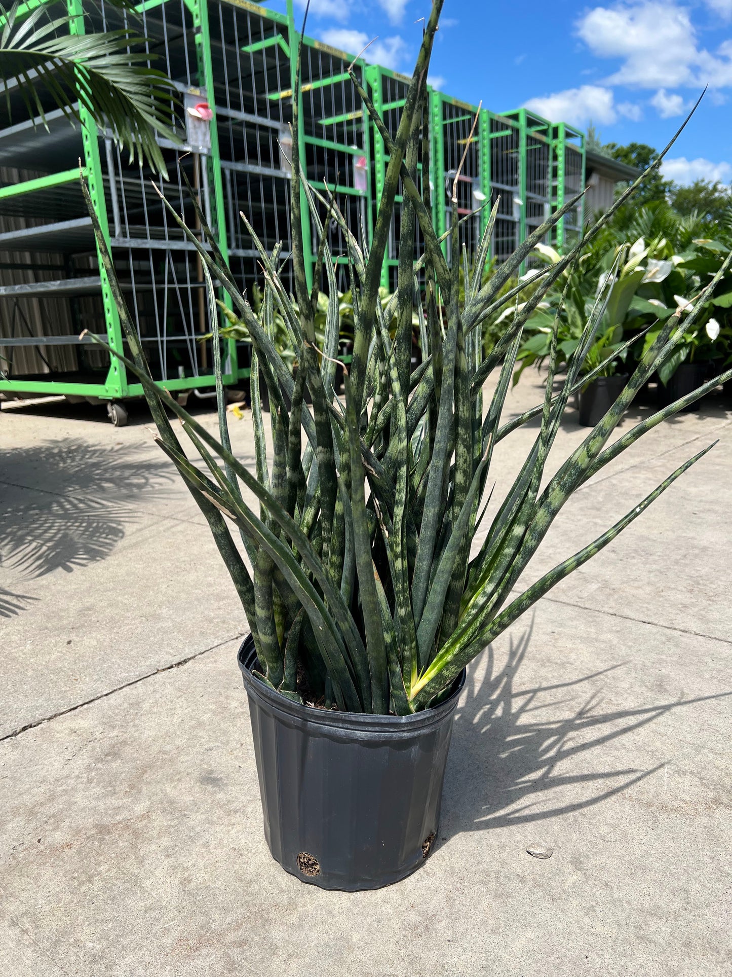 Sansevieria 'Mikado' 10"