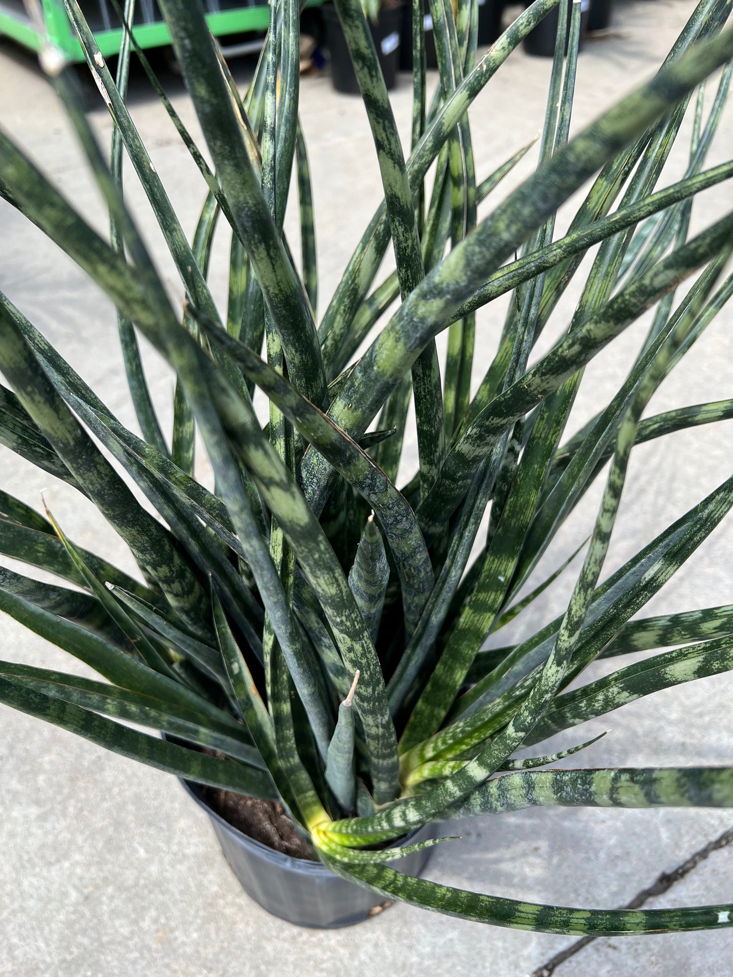 Sansevieria 'Mikado' 10"