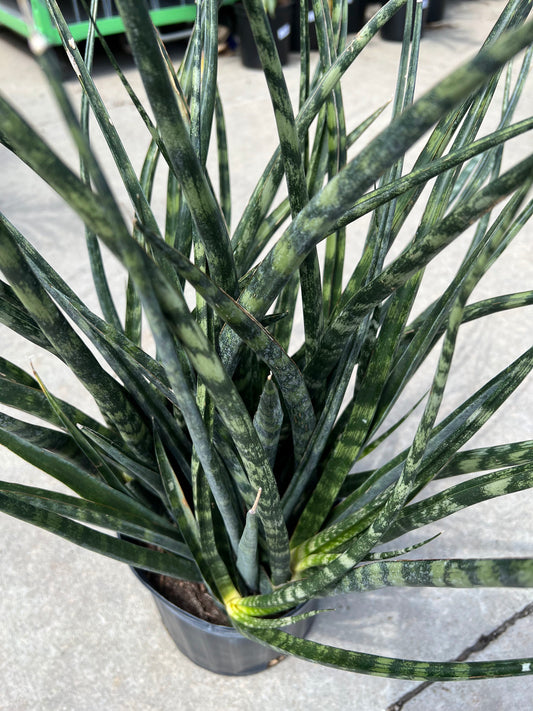 Sansevieria 'Mikado' 10"
