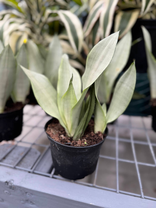 Sansevieria 'Moonshine' 6"