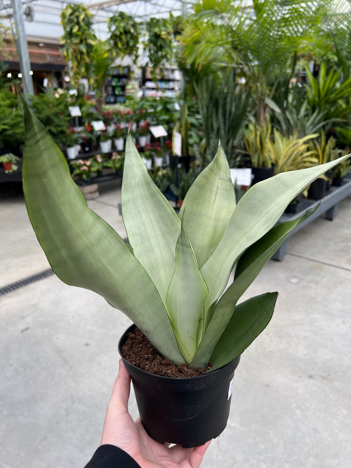 Sansevieria 'Moonshine' 6"