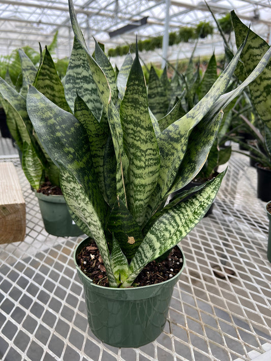 Sansevieria 'Zeylanica Superba' 6"