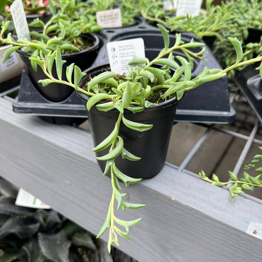 String of Dolphins 4"