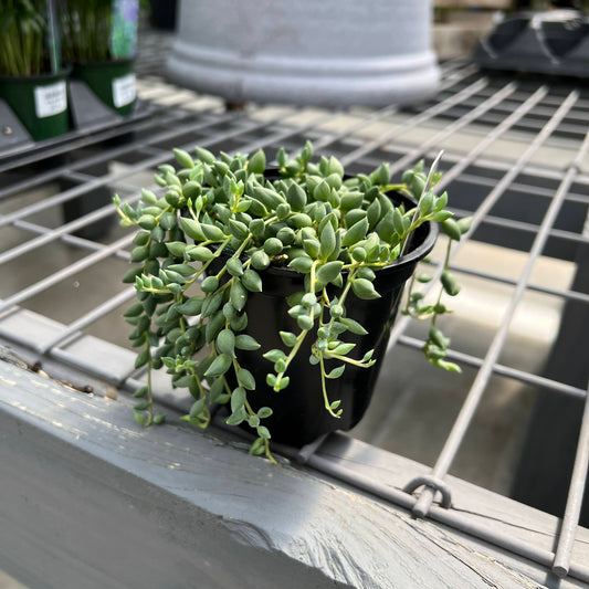 String of Pearls 4"