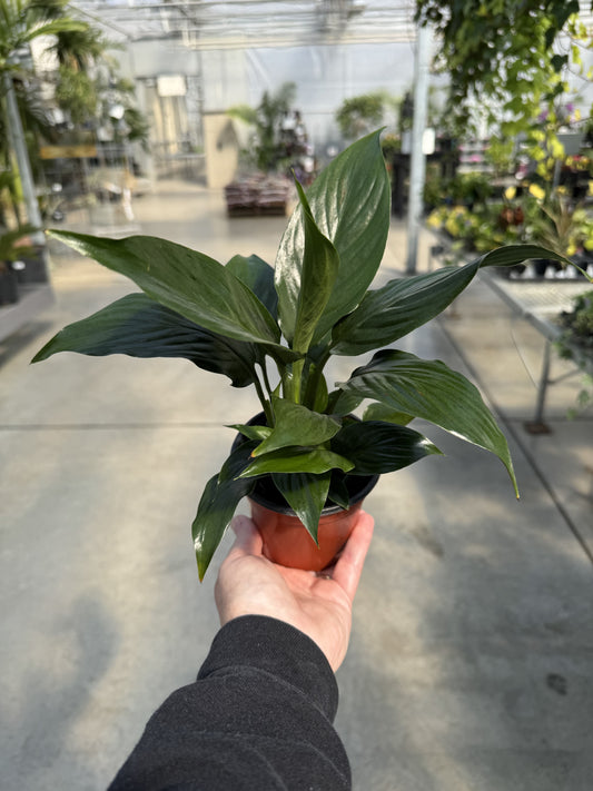 Spathiphyllum (Peace Lily) 4"