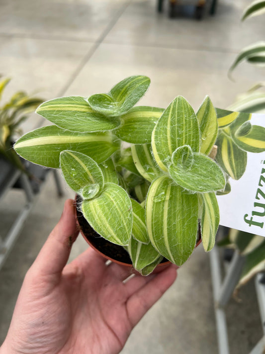 Tradescantia 'Velvet Stripe' 4"